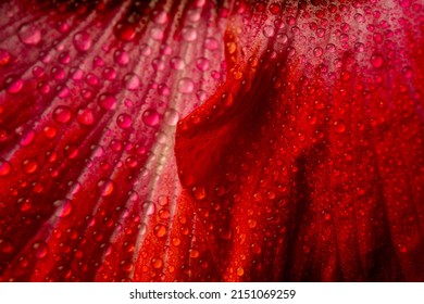 hibiscus flower with studio light