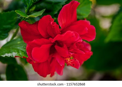 Hibiscus Flower Taken St Ann Jamaica Stock Photo 1157652868 | Shutterstock