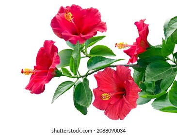 Hibiscus Flowers On A White Background