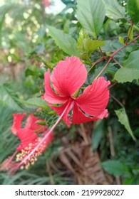 Hibiscus Flowers When Crushed Will Release Ink Can Be Used To Make Shoes Black

