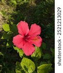 Hibiscus fragilis, the mandrinette, is an extremely rare shrub that is endemic to steep slopes of the mountains Corps de Garde and Le Morne Brabant on Mauritius and from two further plants on Rodrigue