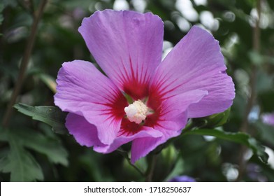 Hibiscus is a genus of flowering plants in the mallow family, Malvaceae. Close up to Hibiscus syriacus