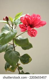 Hibiscus Is A Genus Of Flowering Plants In The Mallow Family,Malvaceae.Native To Warm Temperate,subtropical And Tropical Regions.Woody Shrub Or Small Tree Ornamental Plant. Red Flower And Buds. India 