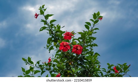 Hibiscus is a genus of flowering plants in the mallow family.