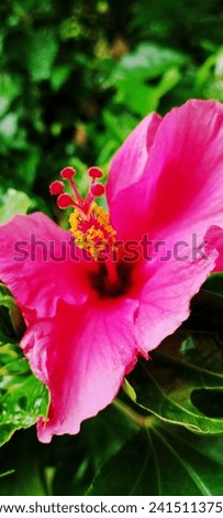 Hibiscus is a genus of flowering plants in the Malvaceae family