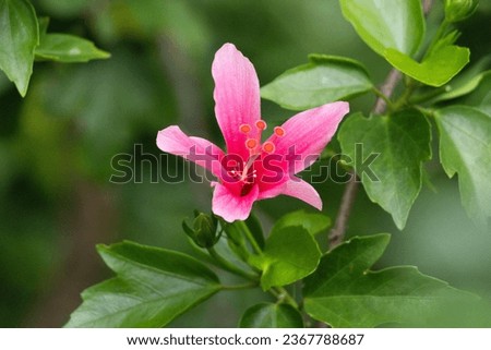 hibiscus, hibiscus gymnoeae florae, in the style of emilia wilk, flickr, bob ringwood, paul barson, feminine sensibilities 