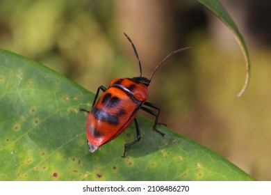 Hibiscus Harlequin Bug, Cotton Harlequin Bug