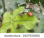 Hibiscus Harlequin Bug or Cotton Harlequin Bug (Tectocoris diophthalmus) Serangga Harlequin Insect on the Leaf Zoom