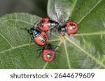 Hibiscus Harlequin Bug (Tectocoris diophthalmus) - Group of Red and Blue Nymphs Resting