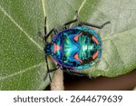 Hibiscus Harlequin Bug (Tectocoris diophthalmus) - Brilliant Blue-Green Insect with Orange Markings