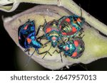 Hibiscus Harlequin Bug (Tectocoris diophthalmus) - Colorful Jewel-like Nymphs