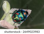 Hibiscus Harlequin Bug (Tectocoris diophthalmus) - Iridescent Nymph on Flower Bud