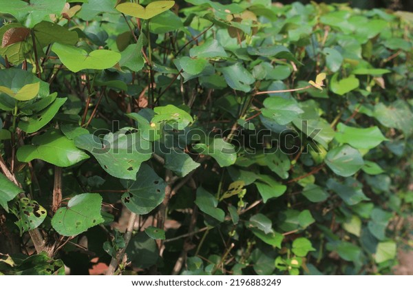 Hibiscus hedge\
plant, House divider from\
plants