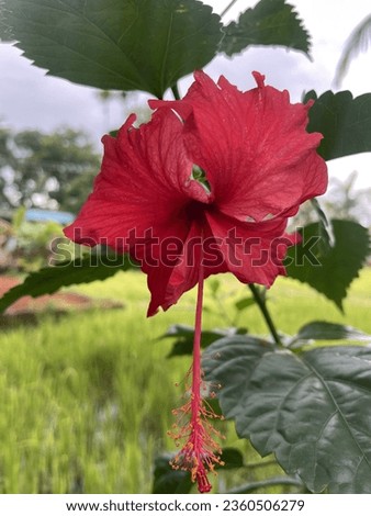 Hibiscus kerala chembarathi flower red