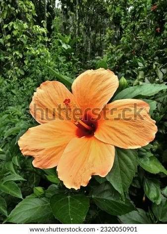 hibiscus light orange reddish color flower