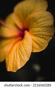 Hibiscus Macro Shot With Water Droplets