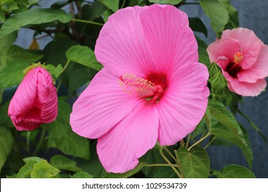 40 Top 25 most beautiful hibiscus flowers Images, Stock Photos ...