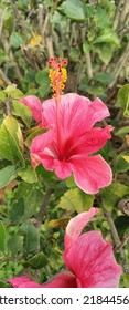 Hibiscus  Is A Medicinal Flower That Contain Several Essential Nutrients That Can Be Beneficial For Your Health.