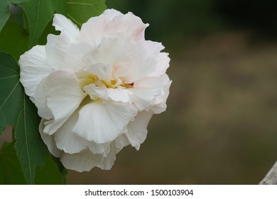 Cotton Rosemallow High Res Stock Images Shutterstock