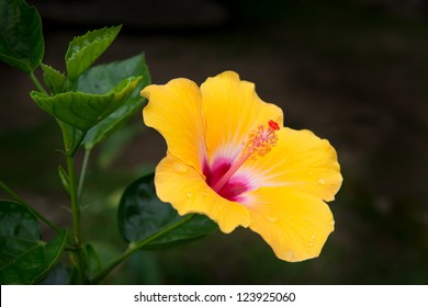 Download Free Yellow Hibiscus Flower Images Stock Photos Vectors Shutterstock SVG Cut Files