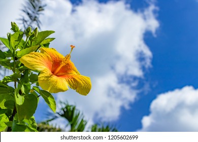 沖縄 海 ハイビスカス の写真素材 画像 写真 Shutterstock