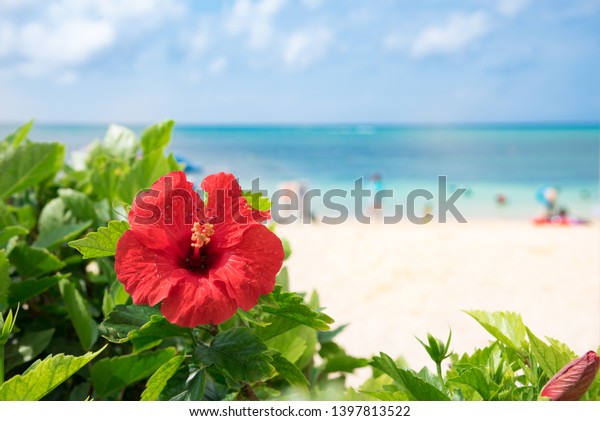 海が咲く沖縄のハイビスカス の写真素材 今すぐ編集