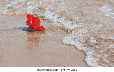 南国 ハイビスカス 海 の画像 写真素材 ベクター画像 Shutterstock