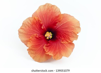 Pink Orange Hibiscus Isolated On White Stock Photo (Edit Now) 381619