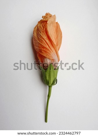 Hibiscus orange closed bud, withered hibiscus bud, closed hibiscus bud on white background