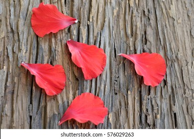 Hibiscus Petals