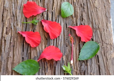 Hibiscus Petals