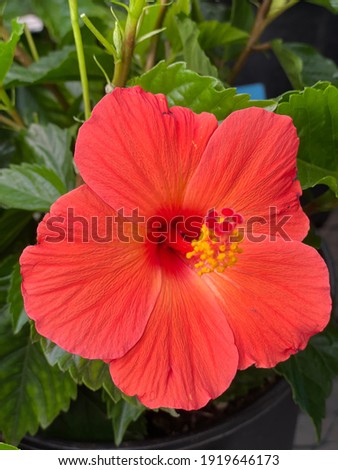 a hibiscus plant with bright orange flowers 2094
