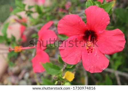 a hibiscus plant with bright pink flowers 9727
