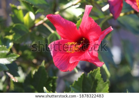 a hibiscus plant with bright pink flowers 3305
