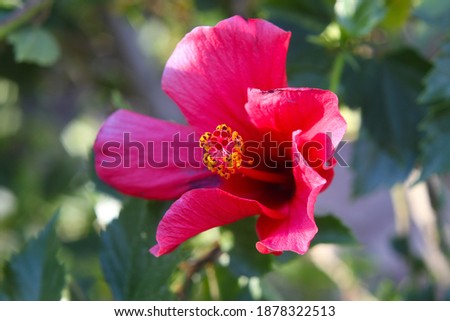 a hibiscus plant with bright pink flowers 3296