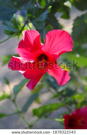 a hibiscus plant with bright pink flowers 3289