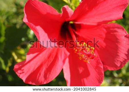a hibiscus plant with bright pink flowers 6251