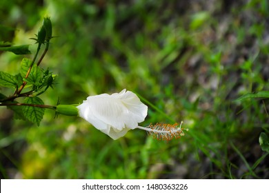 Bunga Sepatu Putih Images Stock Photos Vectors Shutterstock