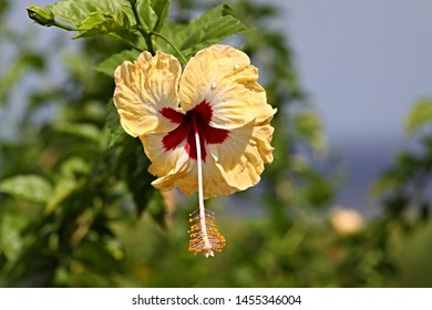 Hibiscus Rosa Sinensis. Greenwood Great House. Jamaica.