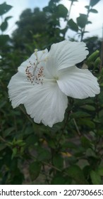 Hibiscus Rosasinensis (Bunga Raya Putih)