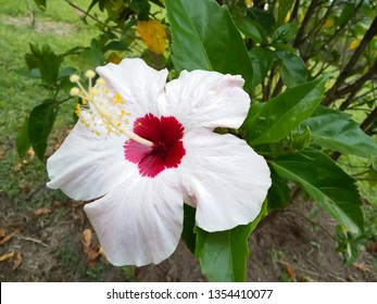 87+ Gambar Bunga Raya Putih Terlihat Keren 87+ Gambar Bunga Raya Putih Terlihat Keren