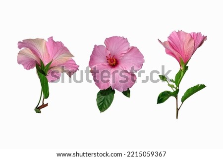 Hibiscus rosa-sinensis flower on a white background