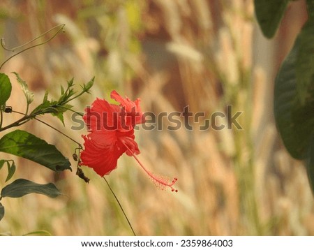 Hibiscus rosa-sinensis, kerala flower, chembarathi poovu, chembarathi flower