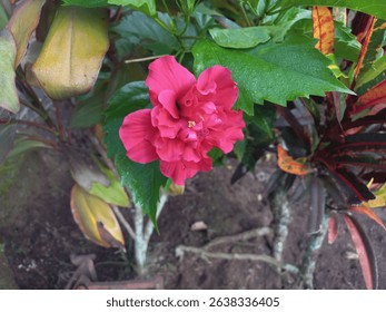 Hibiscus rosa-sinensis, also known as Chinese hibiscus, China rose, or Hawaiian hibiscus. Red flowers blooming in the garden. - Powered by Shutterstock - Get 15% off with code: PIKWIZARD15