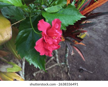 Hibiscus rosa-sinensis, also known as Chinese hibiscus, China rose, or Hawaiian hibiscus. Red flowers blooming in the garden. - Powered by Shutterstock - Get 15% off with code: PIKWIZARD15