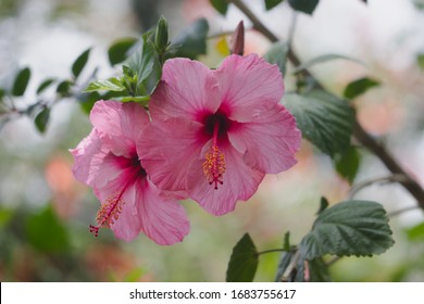 Hibiscus rosa-sinensis, known colloquially as Chinese hibiscus, China rose, Hawaiian hibiscus, rose mallow and shoeblackplant, is a species of tropical hibiscus, a flowering plant in the Hibisceae tr
