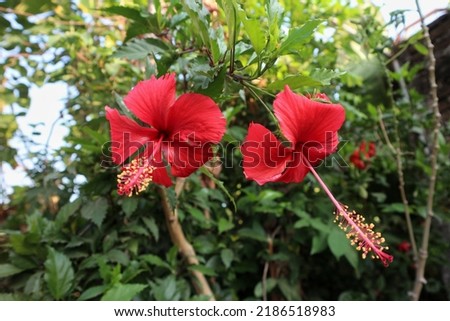 Hibiscus rosa-sinensis, known colloquially as Chinese hibiscus  and shoeblack plant, is a species of tropical hibiscus, a flowering plant in the Hibisceae tribe of the family Malvaceae.