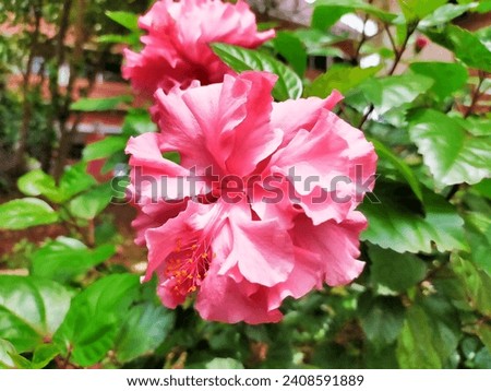 Hibiscus rosa-sinensis, known colloquially as Chinese hibiscus, China rose, Hawaiian hibiscus,rose mallow and shoeblack plant. Kembang sepatu in bahasa indonesia. Pink hibiscus. 