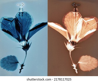 Hibiscus Rosa-sinensis L Flower, A Lumen Print Photography, An Image Created On Photographic Paper