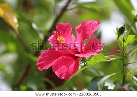 Hibiscus rosa-sinensis. This is a tropical evergreen plant with pink flowers and green leaves during the sunny day.